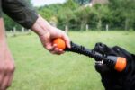 Dog Comets Meteor Throwing stick Orange L - Image 3