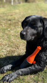 Dog Comets Bobber Pink - Image 5