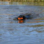 Dog Comets Bobber Pink - Image 2