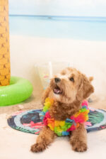 CoolPets Tropical Premium Cooling Mat Flower - Image 4