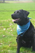 CoolPets Cooling Bandana S - Image 4