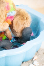 CoolPets Ring O' Ducky Flower - Image 3