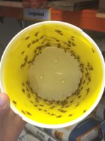 Black Stripe Funnel Moth Trap Glue Pad - Image 2