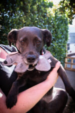 Doggy Doodles Donkey brown Puppy Dark Gray - Image 3