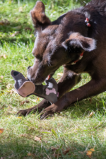 Doggy Doodles Donkey brown Donkey Dark Gray - Image 5