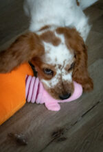 Double Wobble Carrot Conejos - Image 3