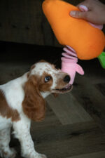 Double Wobble Carrot Conejos - Image 4