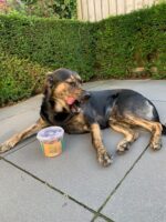 Duo Dog Snacks - Image 3