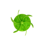 Eat Slow Live Longer Gobble Stopper Green - Image 3