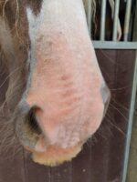 Excellent Horse Sunblock Cream SPF 30 150 g - Image 3