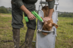 Express Cosmos Electric Dehorner Calves - Image 2