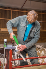 Express Cosmos Electric Dehorner Goat - Image 2