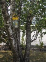 Flybuster Garden Trap - Image 5