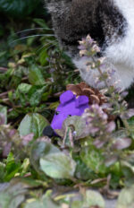 Forest Friends Mouse Purple - Image 4
