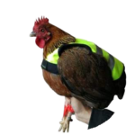 Gaun Poultry Chicken Vest - Image 2