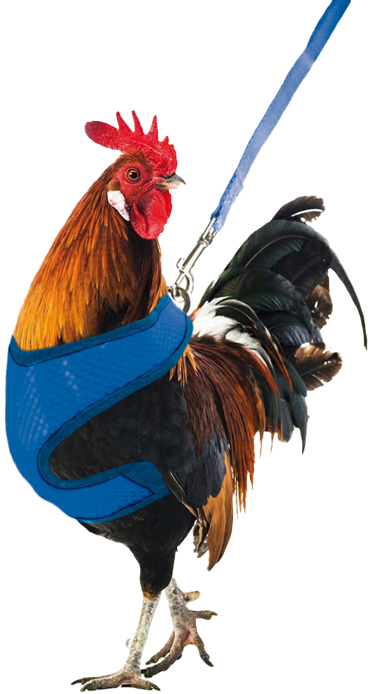 Gaun Chicken Harness