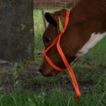 Halter Calf adjustable wide orange Calf - Image 3