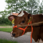 Halter Calf adjustable wide orange Calf - Image 2