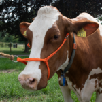 Halter Calf adjustable wide orange Cow