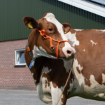 Halter Calf adjustable wide orange Cow - Image 2