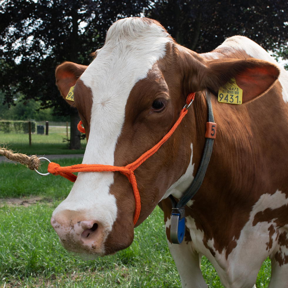 Halter Calf adjustable wide orange Cow