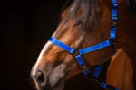Excellent Premium Halter Blue XS - Image 2