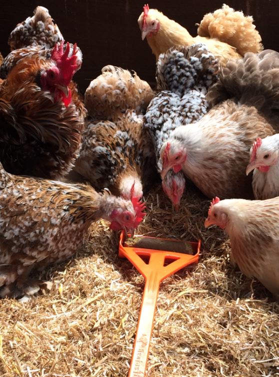 Hentastic Fun Feeder