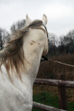 Excellent Horse Hi Gloss Clean Spray 500 ml - Image 4