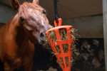 Hay Slow Feeder Fun & Flex Carrot Orange - Image 3