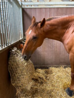 Hay Slow Feeder Net 2,5 kg (45 mm) - Image 6