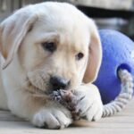 Jolly Romp-n-Roll Blue S (11 cm) - Image 6