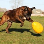 Jolly Egg Yellow S (20 cm) - Image 2