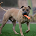 Jolly Bone S - Image 2