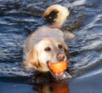 Jolly Jumper Orange S (7.6 cm) - Image 6