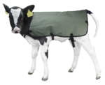 Calf Coat 70 cm - Image 2