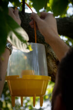 Knock Pest Wasp Trap - Image 2