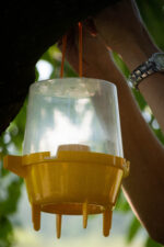 Knock Pest Wasp Trap - Image 3