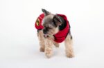 Dog Armor Knockdown Coat (Insect Shield) XXXXS (20cm backlength) - Image 6