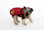 Dog Armor Knockdown Coat (Insect Shield) XXXXS (20cm backlength)
