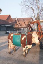 Cow lifting device - Image 2