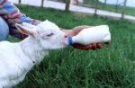 Lamb teat with screw lid - Image 2