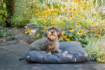 Let's Sleep Cushy Cloud Outdoor Dog Bed L Anthracite - Image 3