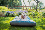 Let's Sleep Cushy Cloud Outdoor Dog Bed L Anthracite - Image 2