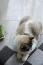 Let's sleep Pet Cube Light/Dark Grey - Image 3