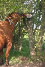 vPlast Salt Lick Holder Pole - Image 4