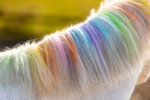 Lucky Horse Unicorn Rainbow Coloured Chalk - Image 6