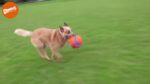 Chuckit! Kick Fetch Dog S - Image 3