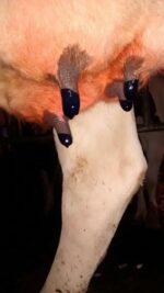 Excellent Maxi Dry Cow Teat Seal 250 ml - Image 2