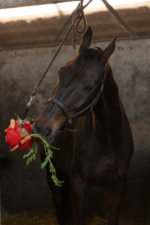 Excellent Horse Fun Play Ball Pink - Image 5
