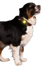 Nightwalk Safety Light Yellow - Image 3